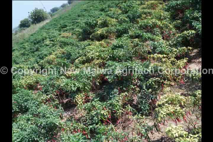 orcon virucide for leaf curl virus in india